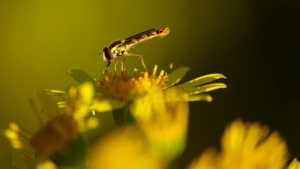 plante insecte soleil