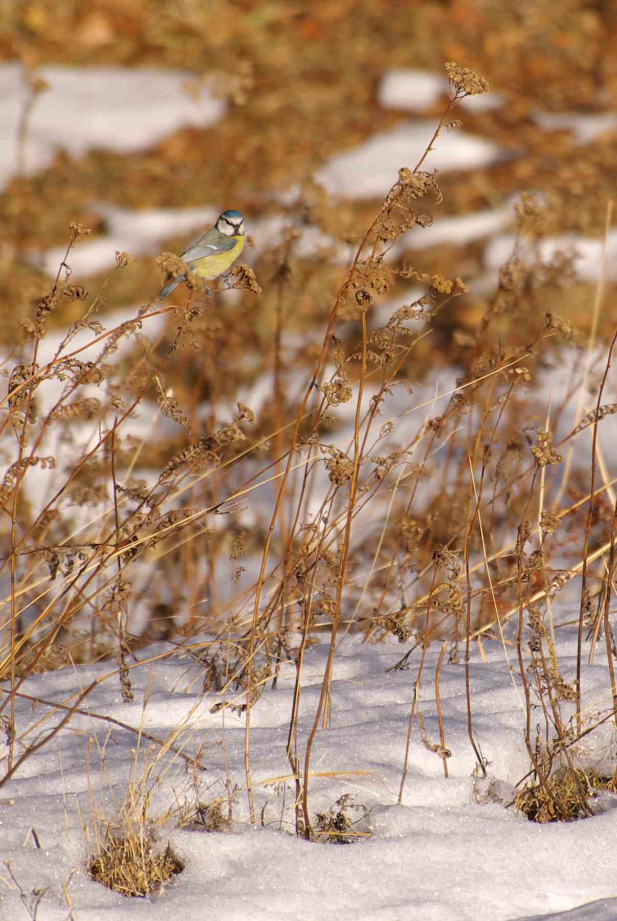 Bien photographier les oiseaux grâce à la neige