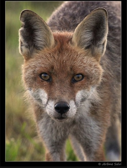 portrait animalier Jerome salvi renard