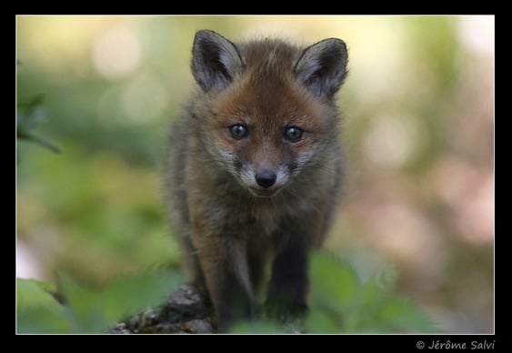 portrait animalier renardeau jerome salvi