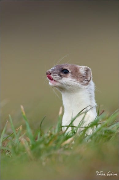 portrait_animalier_fabien_greban_hermine-langue