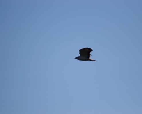 rapace hiver en vol sous exposé