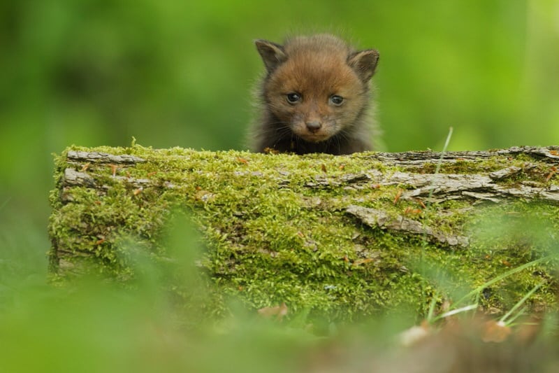 [Podcast #7] Julien Séré, photographe animalier bourguignon