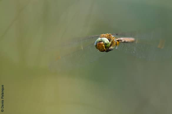 photographe-nature-denis-palanque