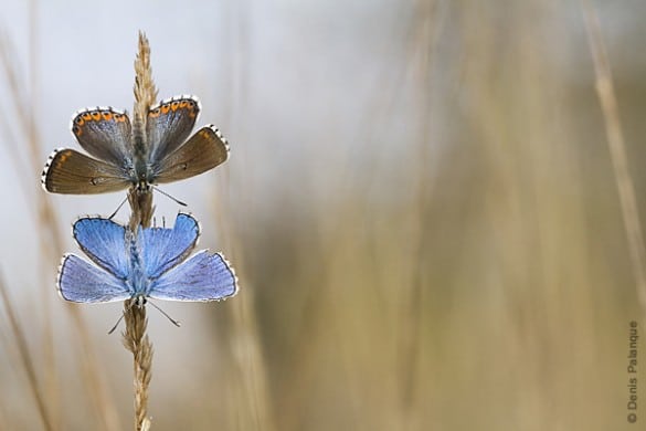 photographe nature denis palanque