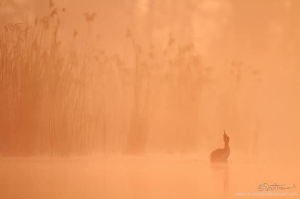 Michel_d_oultremont_photographe_animalier_belge1