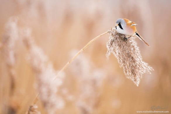 Michel_d_oultremont_photographe_animalier_belge_panure_a_moustache