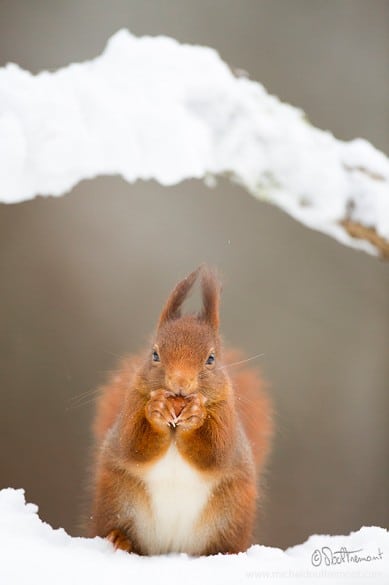 Michel_d_oultremont_photographe_animalier_belge3