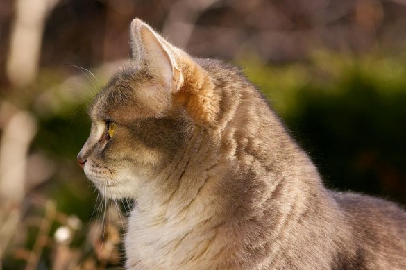 chat domestique