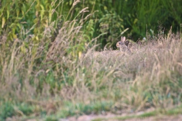 lapin de garenne approche