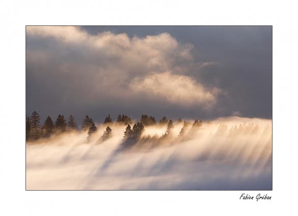 brume-sapins-jura-fabien-greban-photographe-animalier