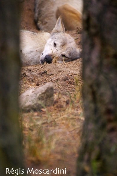 loup parc gévaudan