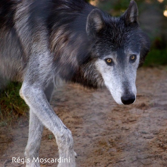 loup parc gévaudan