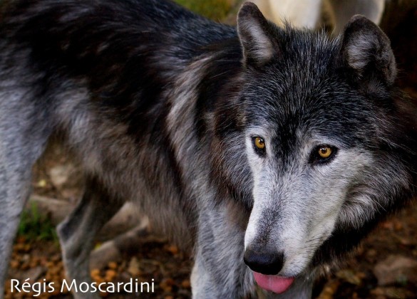 loup canada parc gévaudan