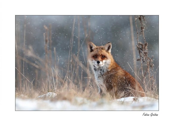 Renard en hiver