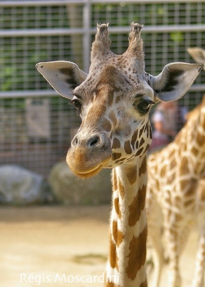 girafe zoo palmyre