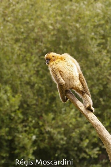 singe gibbon zoo palmyre