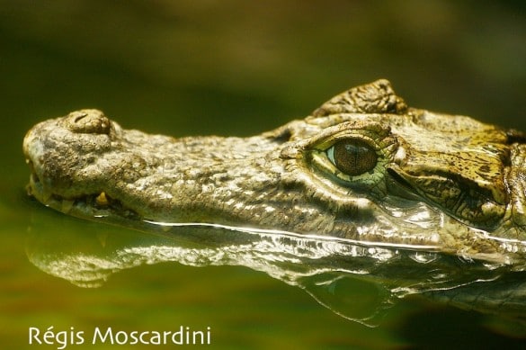 crocodile zoo palmyre