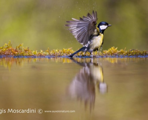 mésange charbonnière au bain