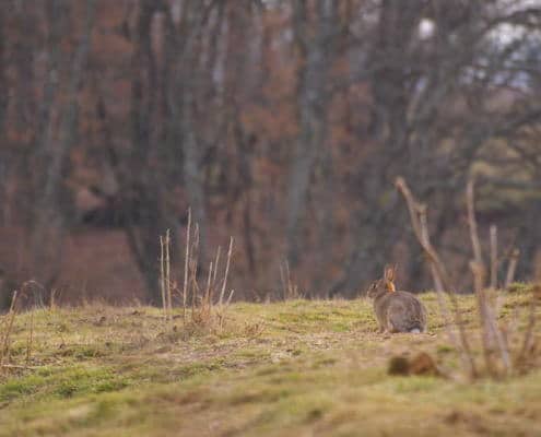 lapin de garenne