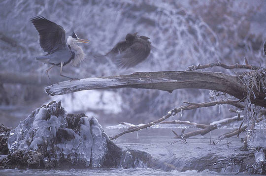 vincent munier combat heron cendre buse variable