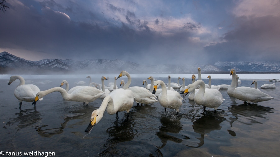 Comment photographier les animaux sauvages dans leur environnement