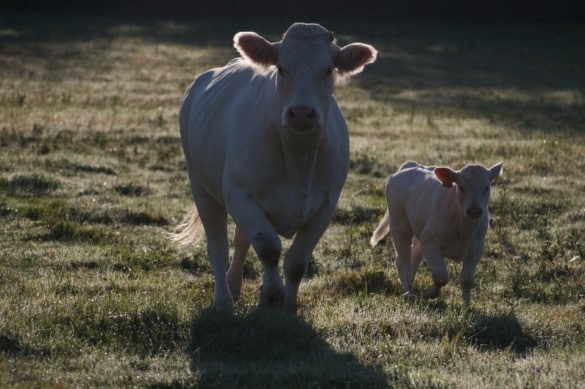 vache charolaise