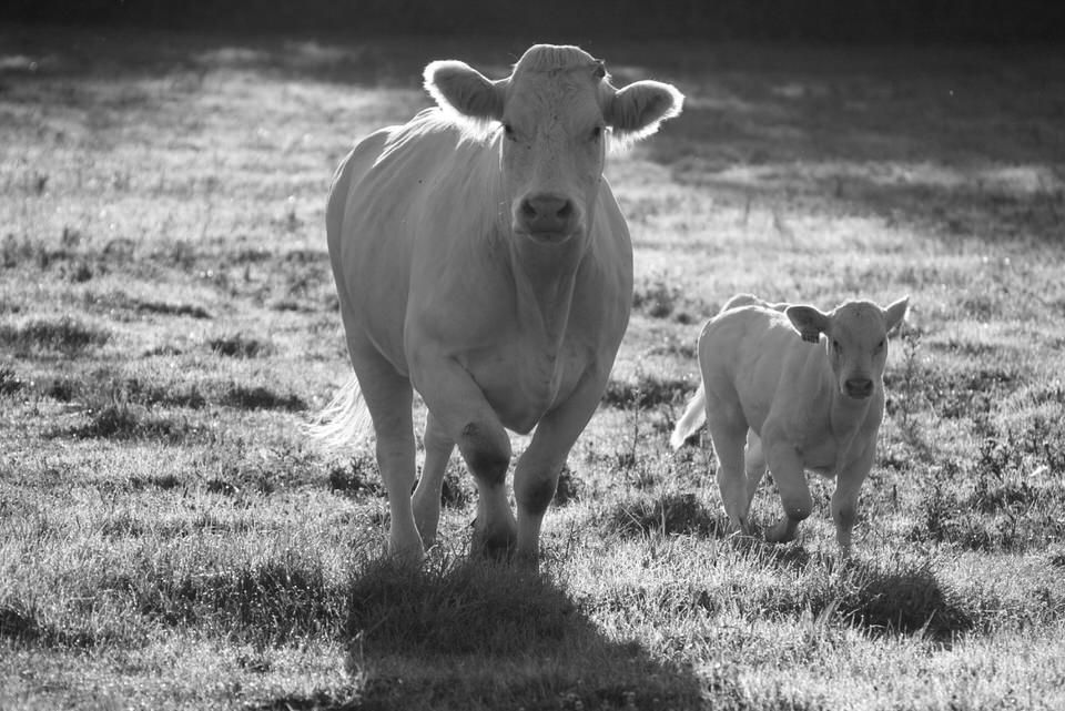 vache charolaise et son veau