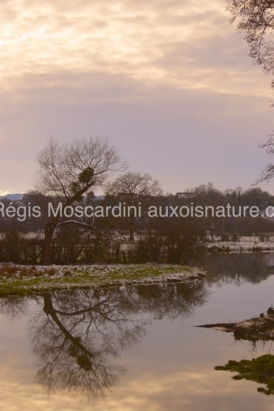 arbre-reflet-hiver