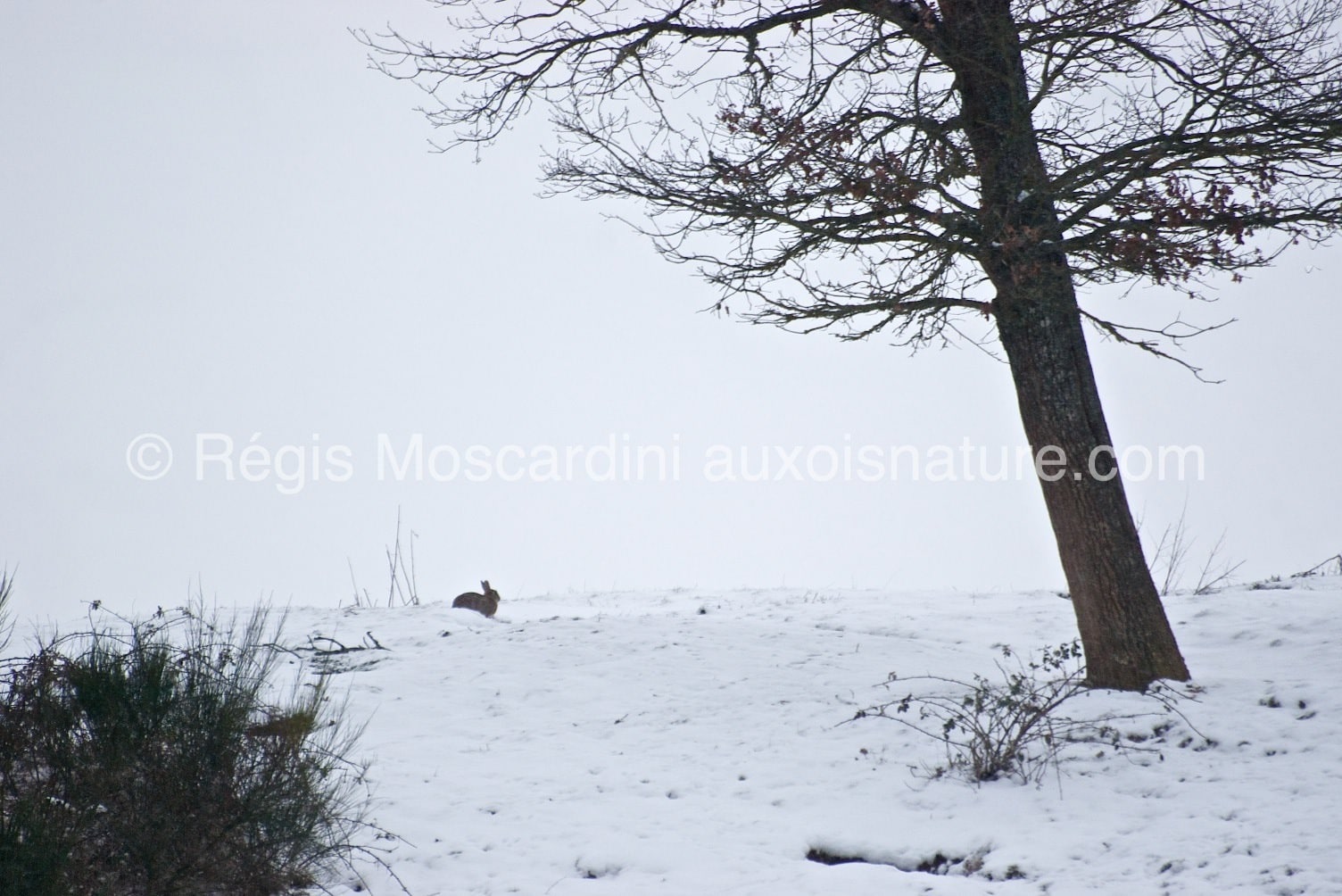 lapin-garenne-neige (1)