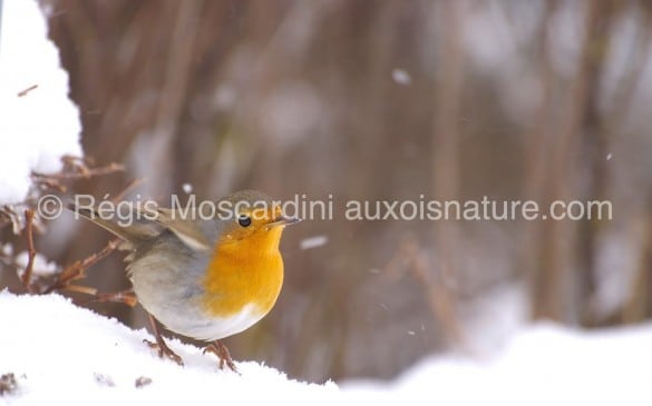 rouge-gorge neige