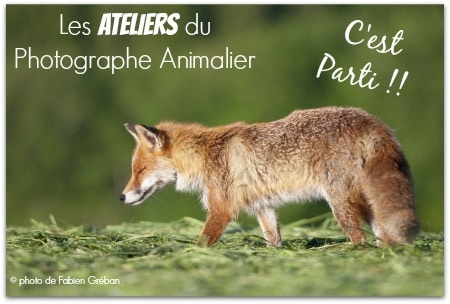 les Ateliers du Photographe Animalier … c’est parti !