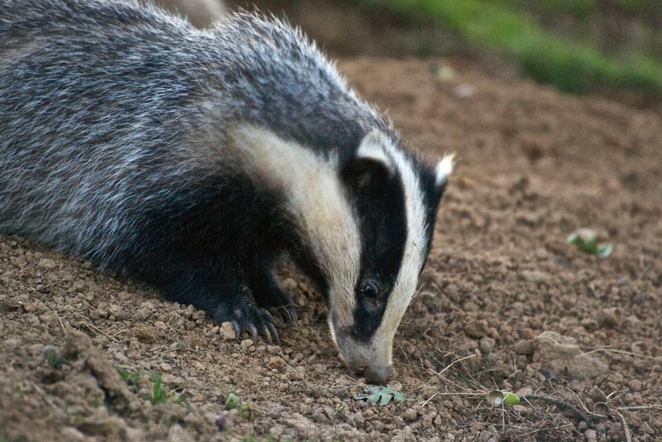 5 conseils pour photographier les animaux avec peu de lumière