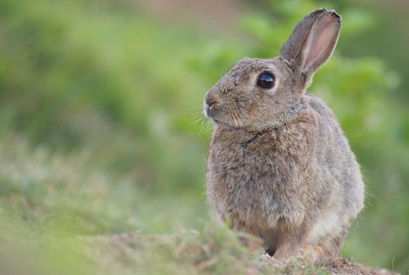 Un portrait de lapin de garenne © Régis Moscardini