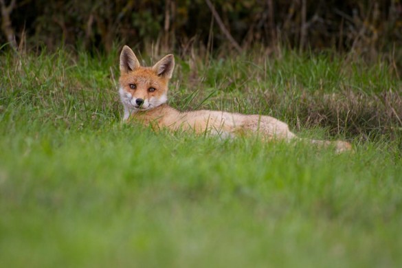 Une jolie photo de renard © Régis Moscardini