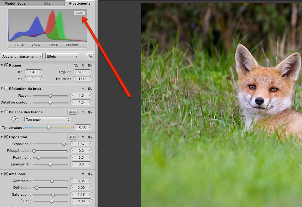 Pour la photo de renard ci-dessus, j'étais en RAW