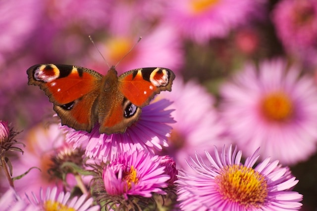 Photographier les papillons en 3 étapes