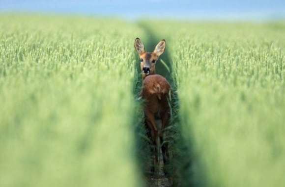 [Podcast #13] Alain Balthazard, un photographe spécialiste des rapaces