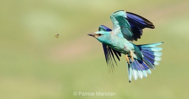 [Podcast #20] Patrice Mariolan, photographe d’oiseaux