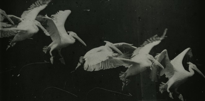 Historique de la photographie animalière