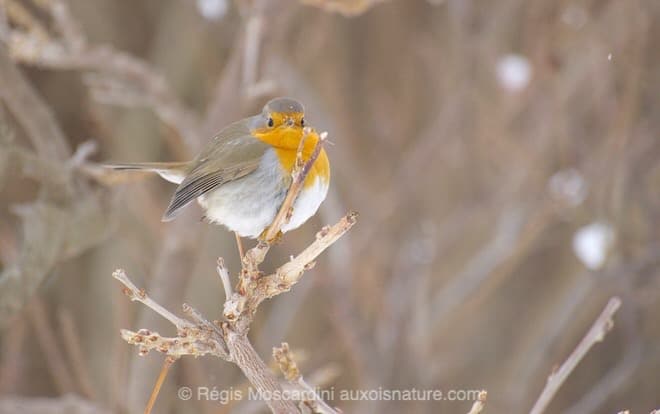 photographier-le-rouge-gorge4