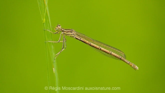 Agrion blanch‚tre ou orangÈ