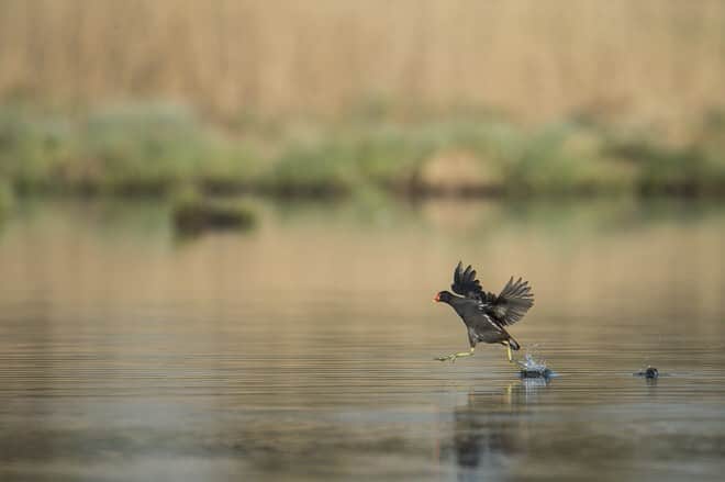 phoca_thumb_l_oiseaux_etang-3-1