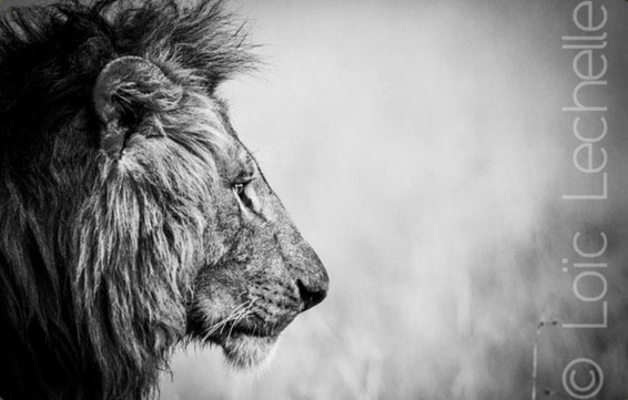 [Podcast #26] Loic Lechelle, spécialiste de safari photo
