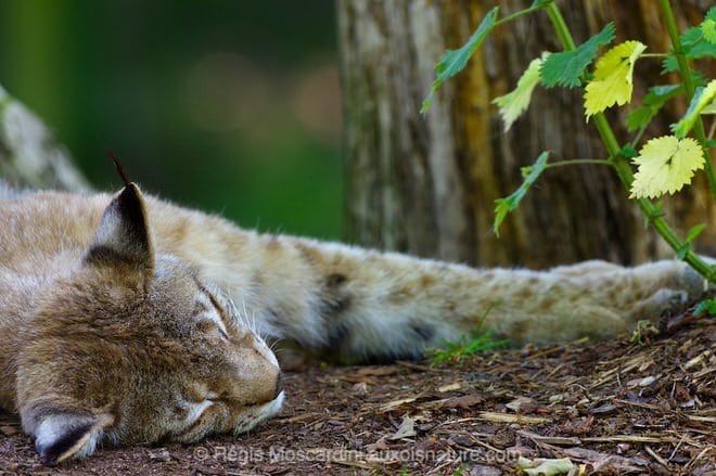 Un portrait de Lynx effectué au 1/125 à f/4. Un mammifère au repos, c'est pratique ! (photo prise au parc animalier de Ste Croix)