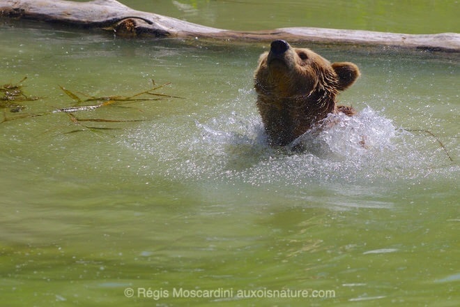 Un ours qui secoue la tête à la sortie de l'eau, ça va vite ! Il fallait bien 1/2500 s à f/4 pour figer ce mouvement