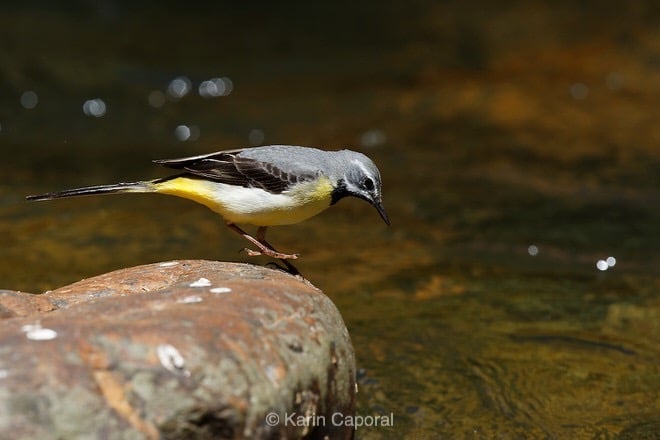 3 étapes pour photographier les oiseaux en bord de rivière