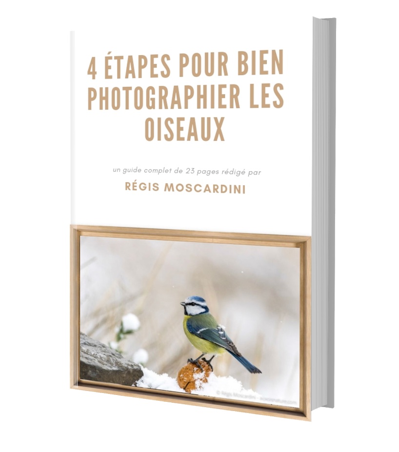 photographier les oiseaux