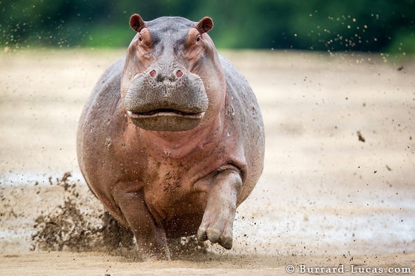 Copyright : © Will Burrard Lucas, tous droits réservés