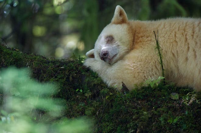 [Podcast #29] Jean-Marie Séveno, photographe d’animaux rares